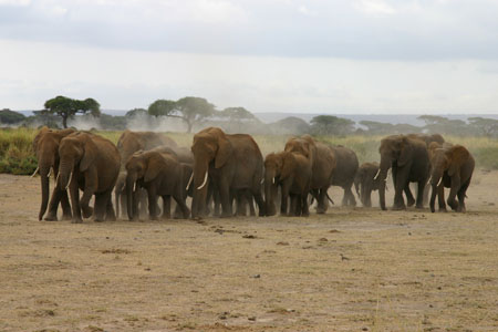 El�phants