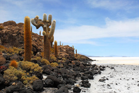 Cactus