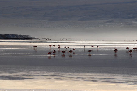 Flamants au cr�puscule