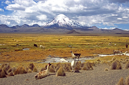 Au pied du Sajama