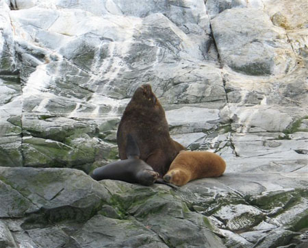 Lions de mer