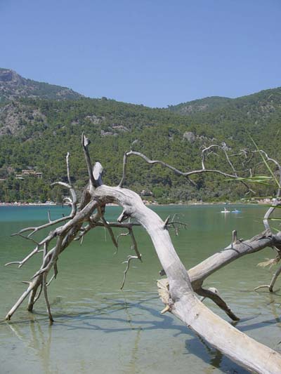 Lagune