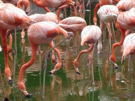 Flamants roses - Zoo de Singapour