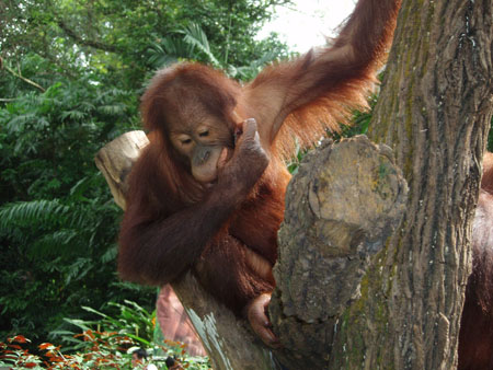 Singe