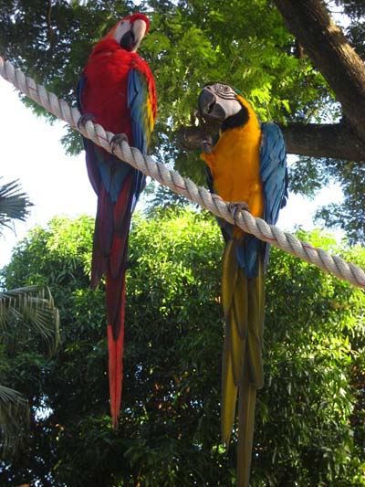 Perroquets