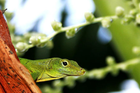 L�zard antillais