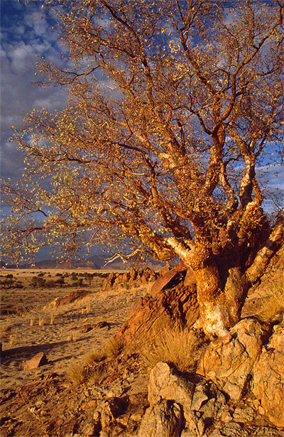 L'arbre d'or