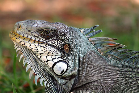 Mister Iguane