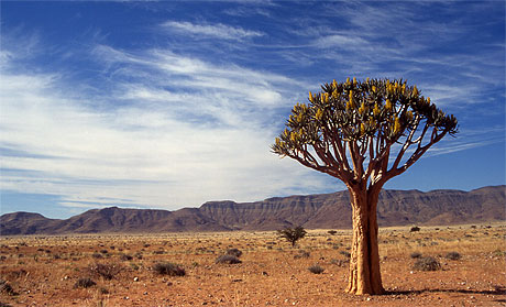 Arbre � carquois