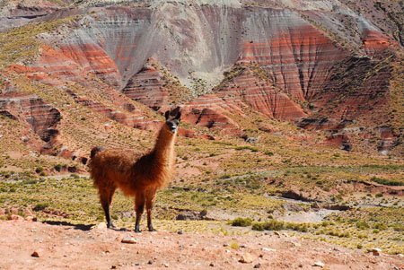 Lama