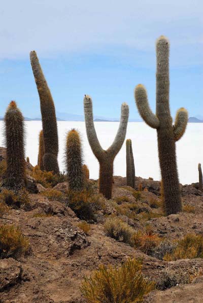 For�t de cactus