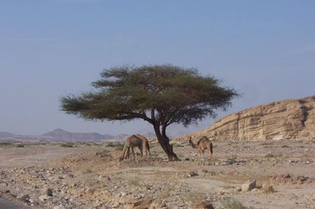 L'art de vivre en paix selon Camel