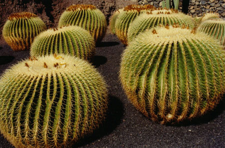 Des cactus bien ordonn�s