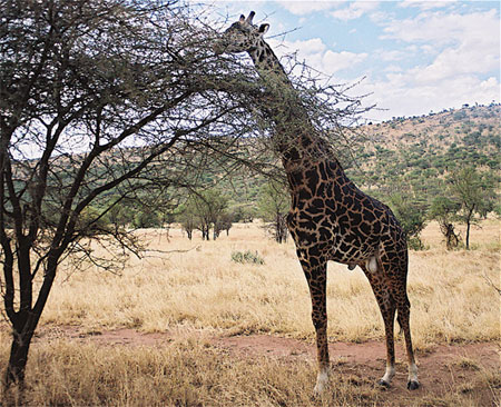 Girafe