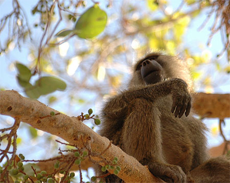Singe