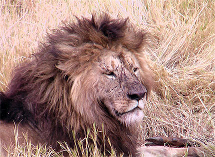 Le lion