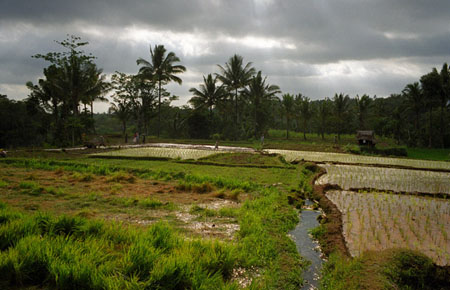 Paysage de rizi�res