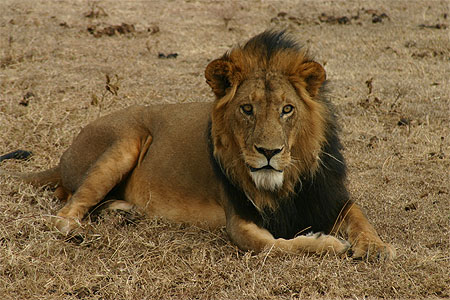 Lion