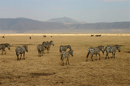 Z�bres dans le crat�re du Ngorongoro