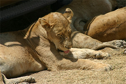 Lionne