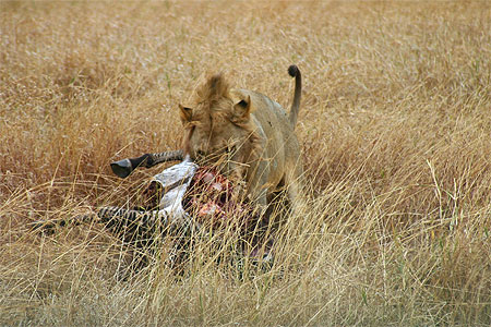 Bon appetit