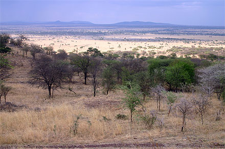 Paysage de Tanzanie