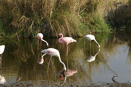 Flamands roses