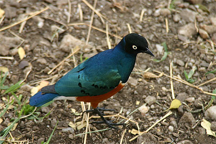 Oiseau color�