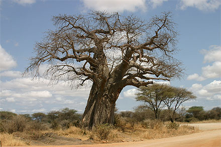 Baobab