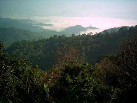 Vue sur la jungle tha�landaise