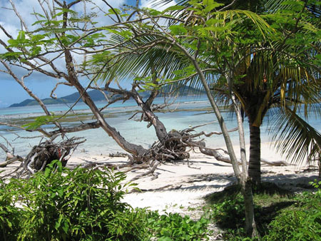 Cocotier � la Digue
