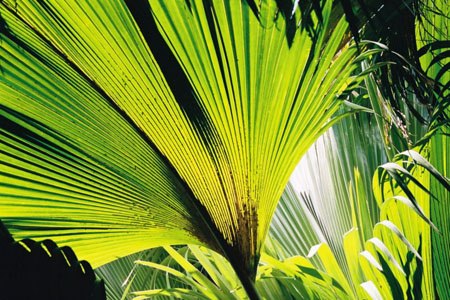 Seychelles