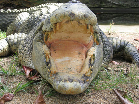 Sur les traces de crocodile dundee