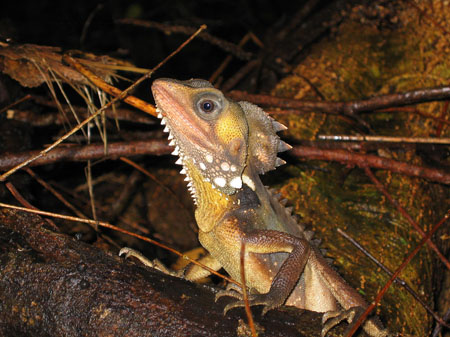 Gonocephalus Boydii