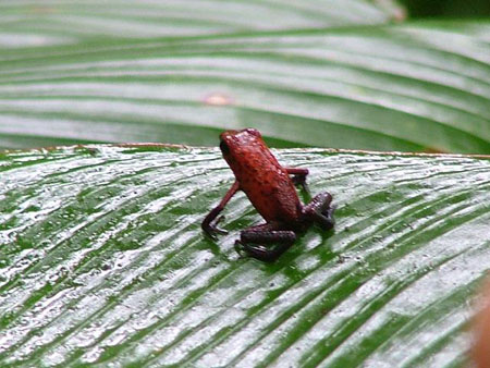 Blue jean frog/grenouille aux jambes bleues