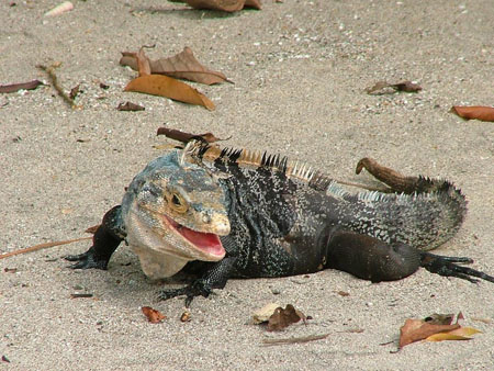 Iguane