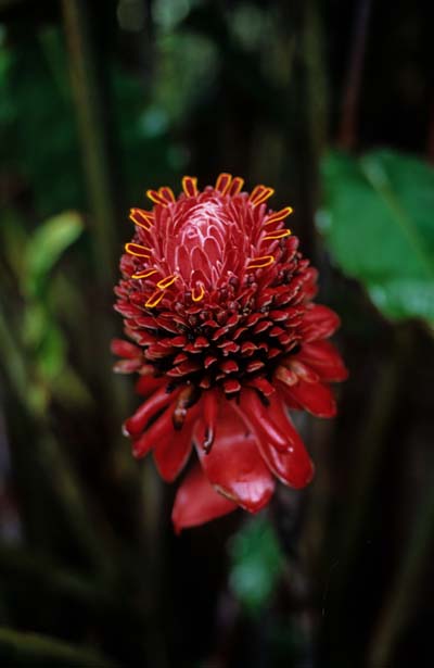 Fleur de Palenque