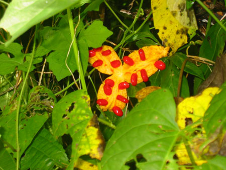 Bizarrerie de la nature !