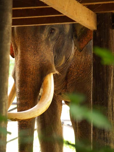 El�phant encadr�