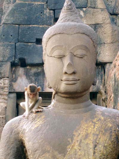 Pl�nitude au milieu des singes