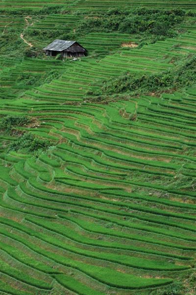 Rizi�res pr�s de Sapa