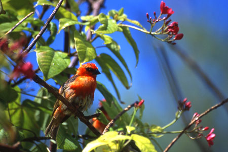 Cardinal