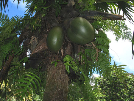 Coco de mer
