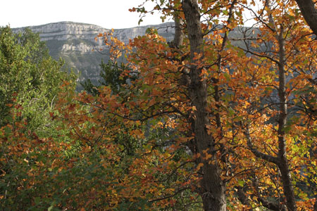 Automne en c�vennes
