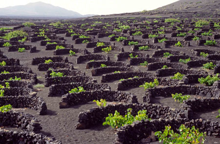 Vignoble