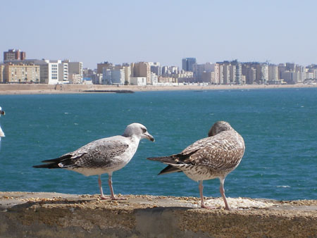 Conversation entre mouettes