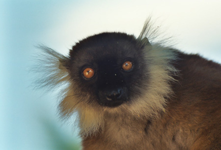 Regard de l�murien