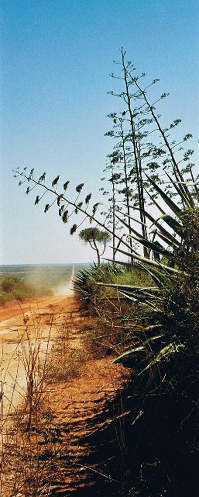 La piste du sud au pays des �pines