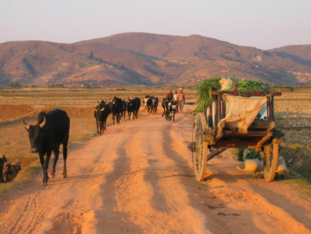 Dans la campagne malgache, pr�s d'Antsahadinta
