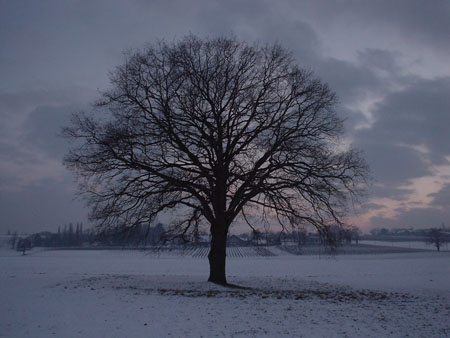 Arbre genevois en hiver